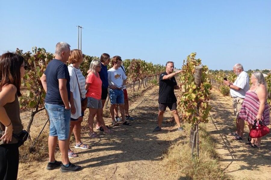 Albufeira/Vilamoura: Winery Tour with Wine Tasting and Tapas - From Albufeira streets to a local quinta