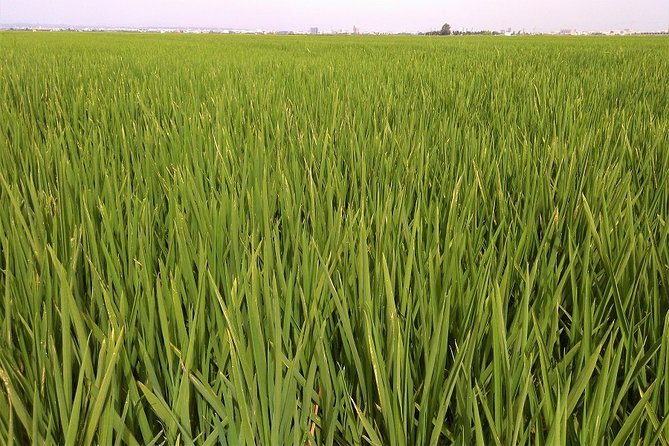 Albufera: Lake, Paella and Birdwatching - Why Albufera makes a good break from Valencia