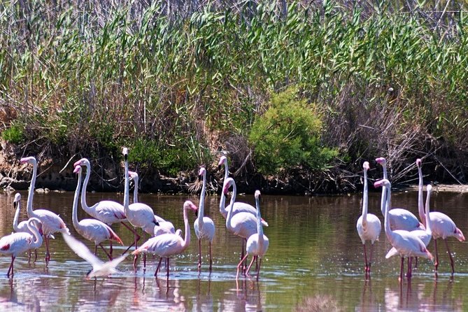Albufera: Lake, Paella and Birdwatching - Starting at 9:45 with private transport