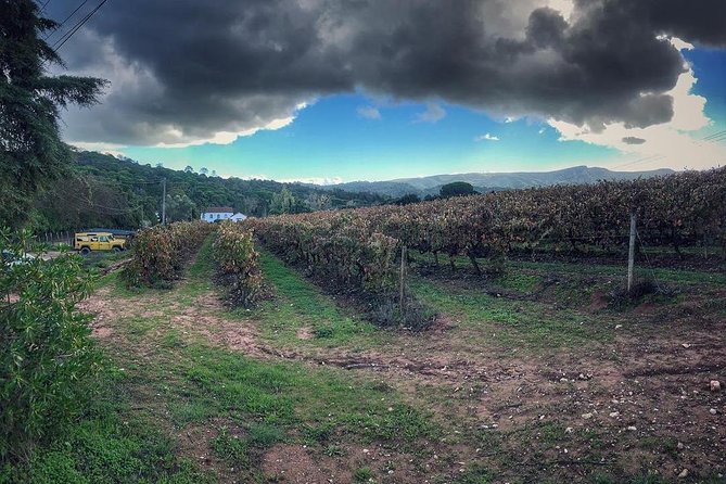Arrábida Palmela Azeitão Private Tour - W/ Wine Tasting & Tapas - Wine at Vila Nogueira de Azeitão