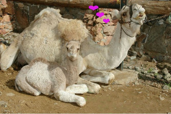 Camel Ride in Fataga with Tapas and drinks - A small oasis with fruit trees and animals