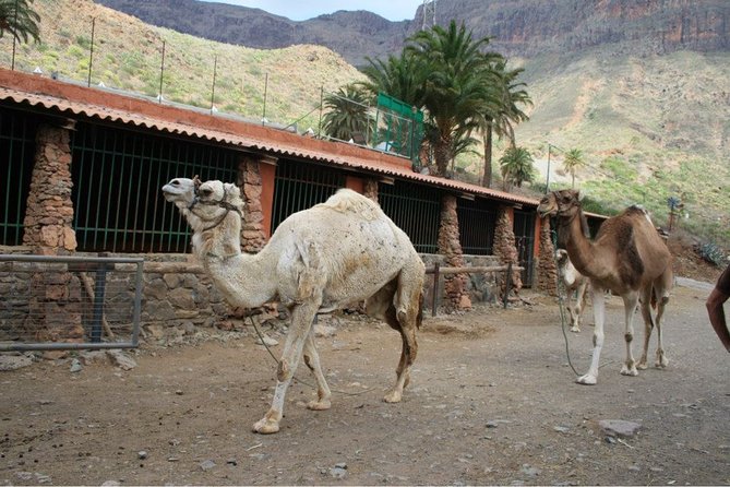 Camel Ride in Fataga with Tapas and drinks - Canarian tapas in a farm-tool dining room