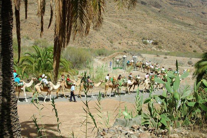Camel Ride in Fataga with Tapas and drinks - The staff make a practical difference