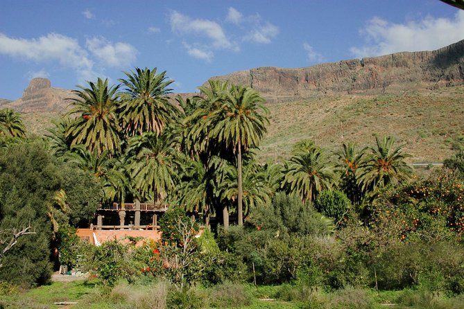 Camel Ride in Fataga with Tapas and drinks - Who should book this Fataga experience?