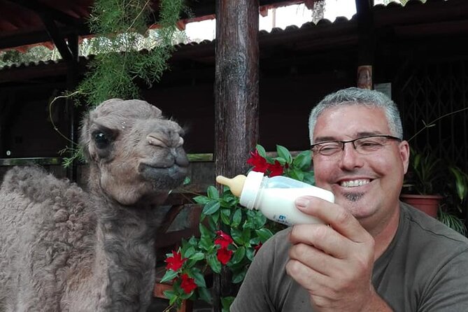 Camel Ride in Fataga with Tapas and drinks - The camel ride through the palm valley