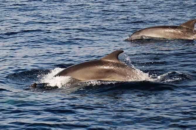 Catamaran Sailing Experience Manilva Tapas Drink Dolphins Swim Stop - What the $119.21 price gets you