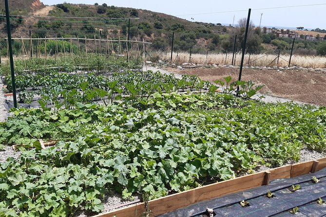 Chefcooking Paella from our Andalusian Grandmother at a Family Farm - A farm lunch with more than paella
