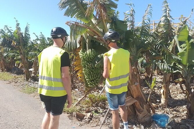 Electric Bike Panoramic South Coast Tour Optional Fishing Tapas - A quick lesson in island plants