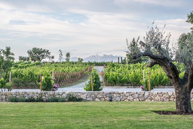 Familia Torres Winery: Gastronomic Tapas & Wine Experience - A Catalan tasting that works as lunch