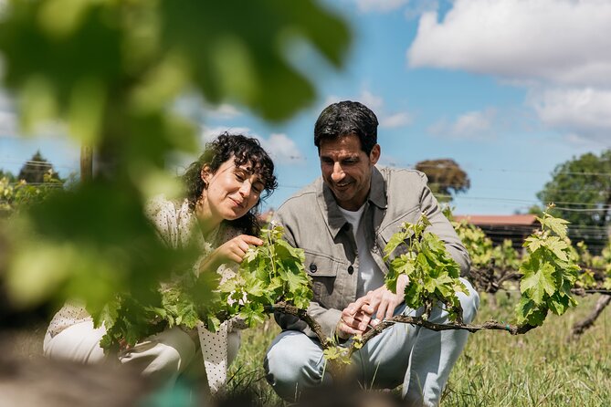 Familia Torres Winery: Gastronomic Tapas & Wine Experience - Why Familia Torres matters in Catalan wine