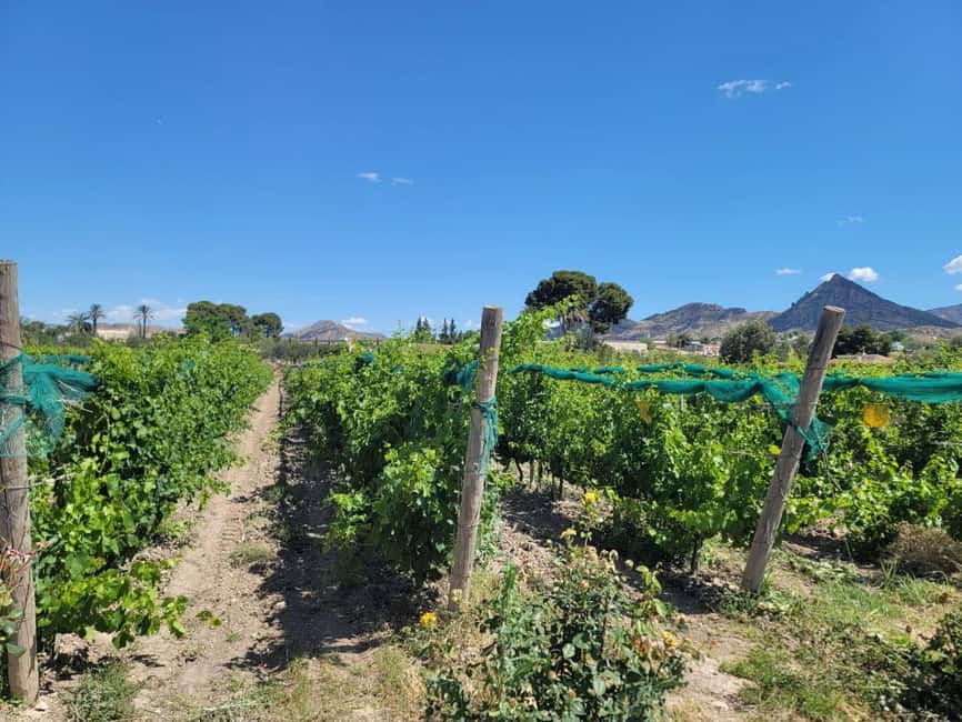 From Alicante: Winery Tour and Wine Tasting with Tapas - Who will enjoy this Alicante wine outing