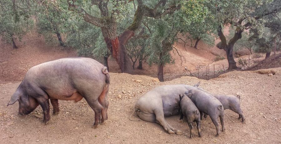 From Seville: Iberian Ham Full-Day Tour to Aracena - Should you book the Aracena ham tour?