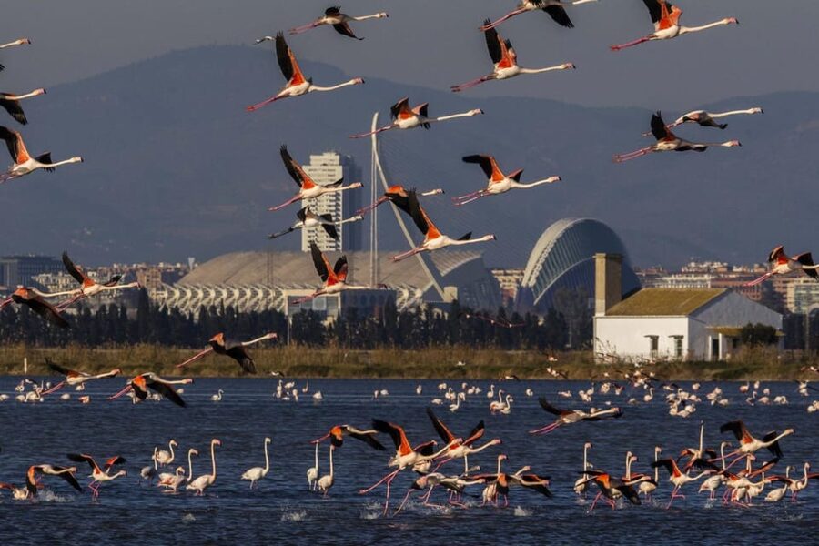 From Valencia: Albufera Boat Ride, Sunset & Paella Included - Why Albufera makes a smart half-day trip