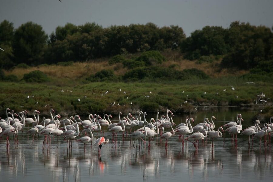 From Valencia: Albufera Boat Ride, Sunset & Paella Included - Who will enjoy this outing most