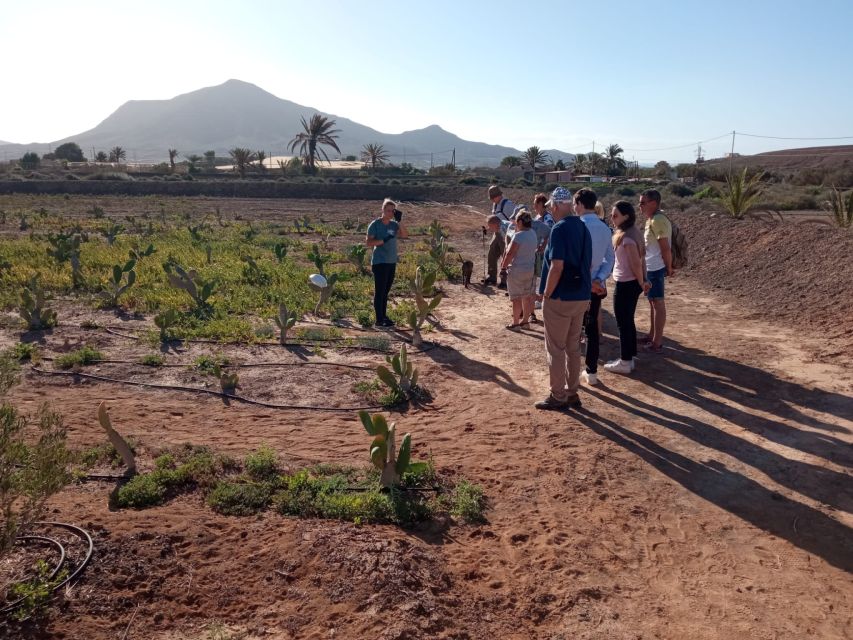 Fuerteventura: Tapas and Local Life Guided Tour - Key points at a glance