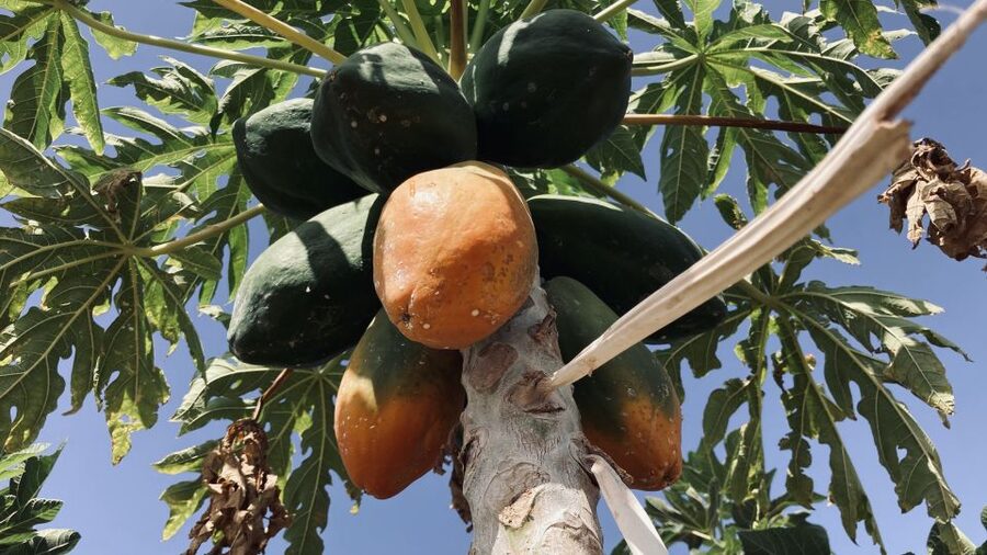 Fuerteventura: Tapas and Local Life Guided Tour - Why this tour gives you a different view of Fuerteventura