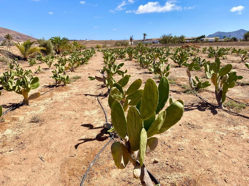 Fuerteventura: Tapas and Local Life Guided Tour - Adrian’s olive farm and the taste of Fuerteventura oil