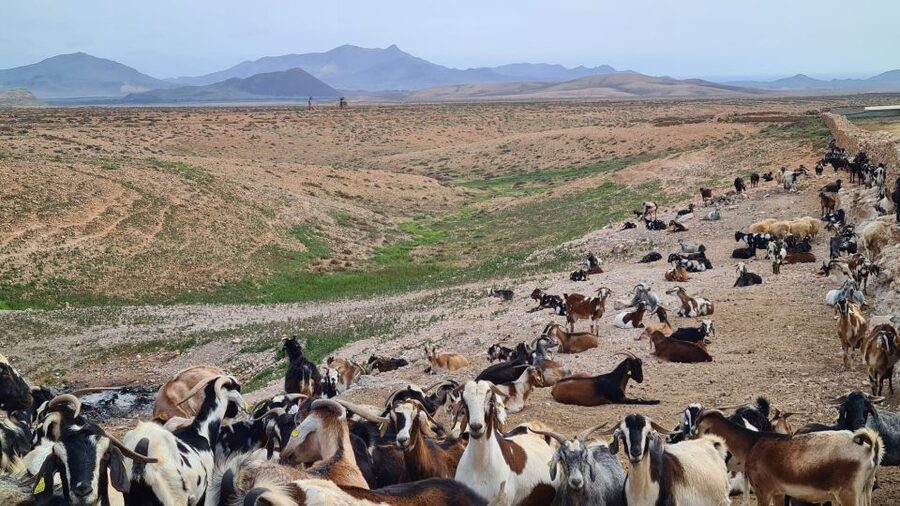 Fuerteventura: Tapas and Local Life Guided Tour - Is $92 a fair price?