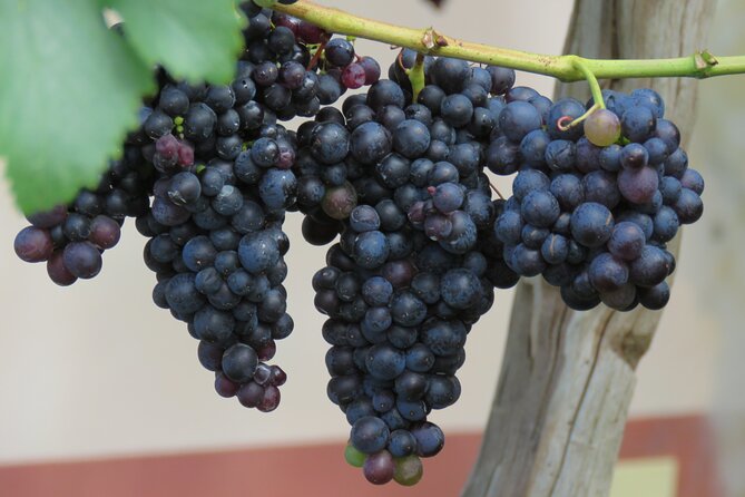 Guided 4x4 Adventure and Skywalk with Wine and Tapas in Madeira - São Vicente and Rosário add quieter countryside