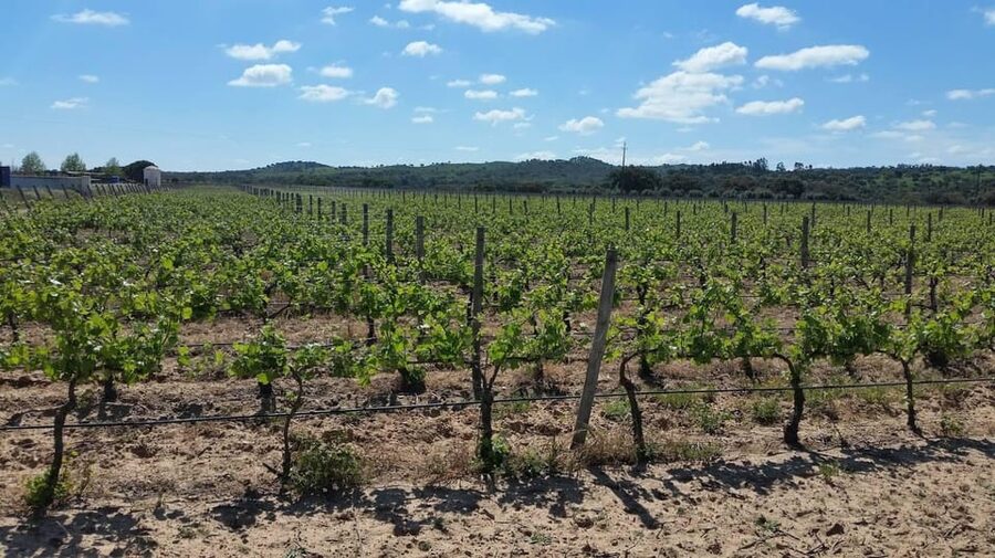 Herdade Canal Caveira - Winery Visit 4 Wines & Tapas - Is $35 a Fair Price?