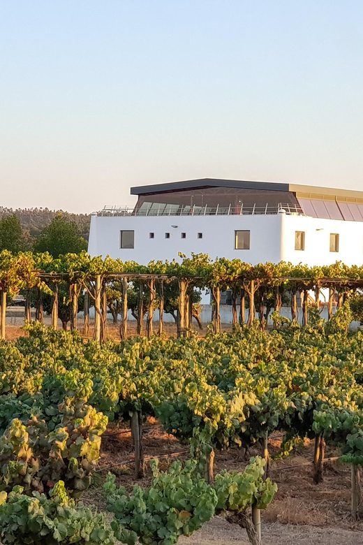 Herdade Canal Caveira - Winery Visit 4 Wines & Tapas - What to Keep in Mind Before Booking