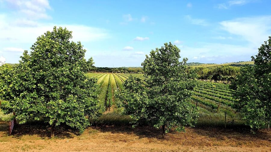 Herdade Canal Caveira Winery Visit with TOP5 Wines & Tapas - The five-wine tasting, from white to reserve red