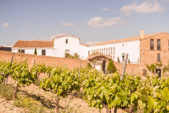 High-End Vineyard Escape: Cava, Tapas & Wine | Private Tour - Food, pacing, and the feel of the day