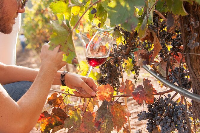 High-End Vineyard Escape: Cava, Tapas & Wine | Private Tour - Ca n’Estella, cava in a family setting