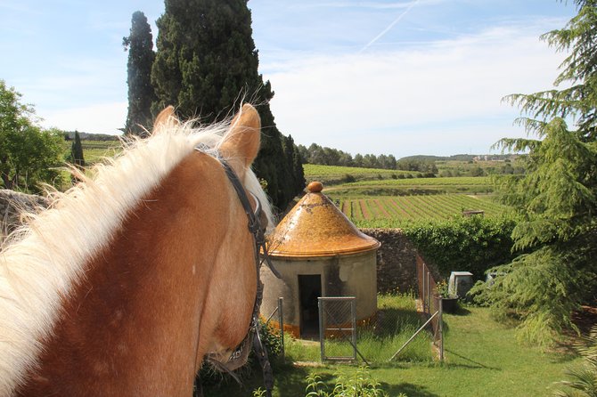 Horseback Ride, Penedes, Wine Tasting & Tapas Private Tour - The real value of $958.87
