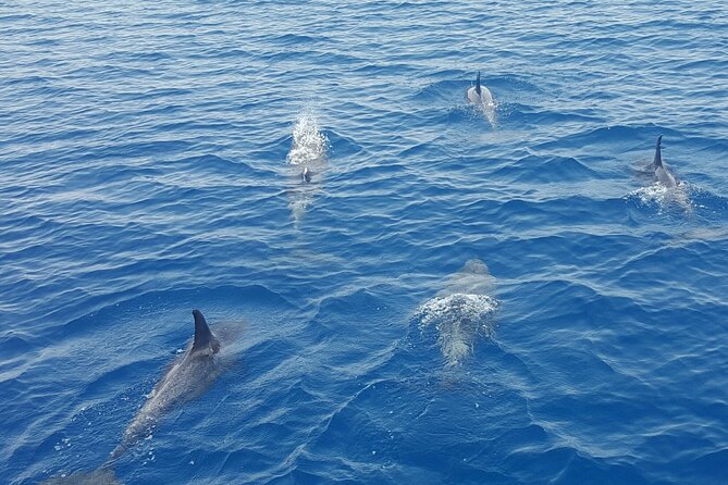 Key West Sunset Sail: Dolphin Watching, Wine, and Tapas - Tapas, wine, and the sunset pause