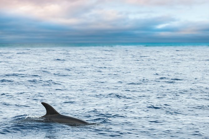 Key West Sunset Sail: Dolphin Watching, Wine, and Tapas - Looking for dolphins along a planned route