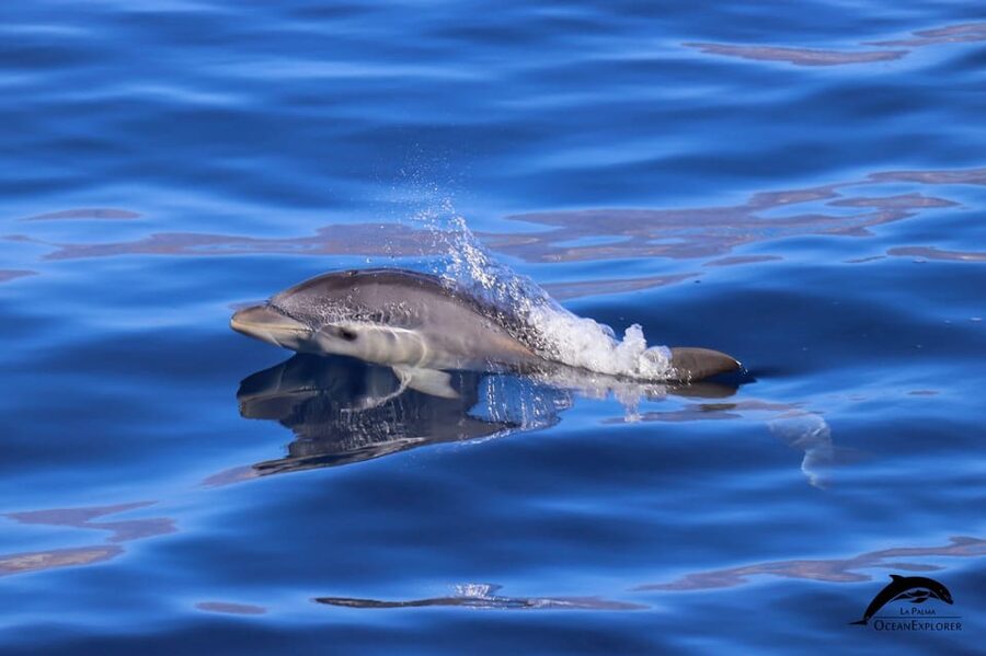 La Palma: 4-Hour Coastline Cruise with Tapas and Barbecue - FAQ