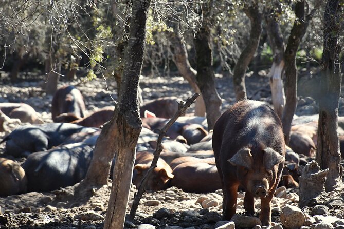 La Rioja Biosphere Organic Pig Farm and Ham and Wine Tasting - Walking among olive groves, grain fields, and Spanish horses