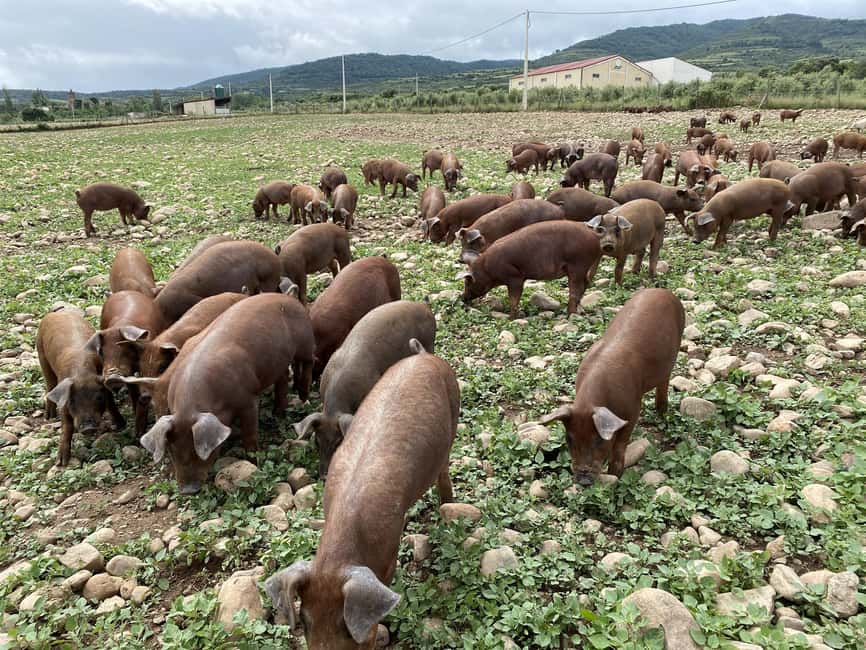 La Rioja: Jamon Iberico Farm Tour and Tasting with Wine - Why this farm visit is different from a city ham tasting