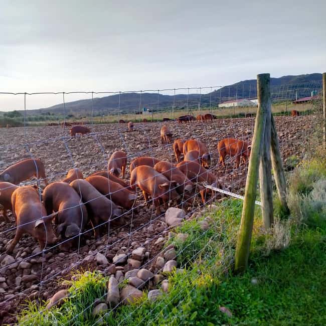 La Rioja: Jamon Iberico Farm Tour and Tasting with Wine - Who will enjoy this La Rioja outing?