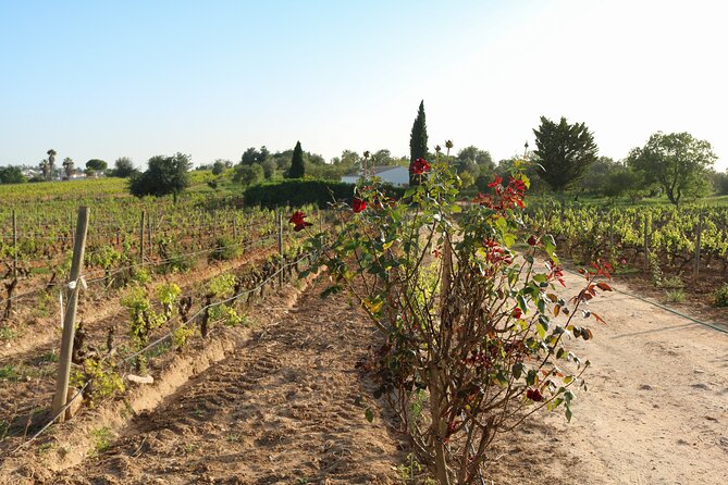 Lagos, Portimão & Carvoeiro: Wine Tasting, Tapas & Music Tour - Wine, food, and music in one Algarve stop