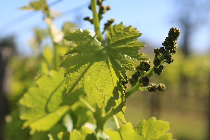 Lagos, Portimão & Carvoeiro: Wine Tasting, Tapas & Music Tour - Tapas that make the tasting feel complete