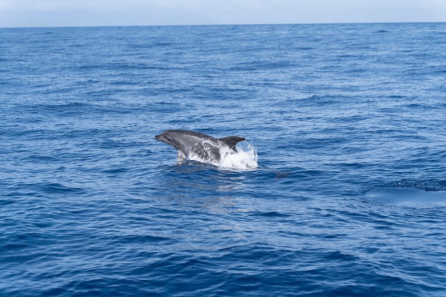 Los Gigantes: Sailing Excursion with Swimming, Drink & Tapas - The red cliffs and natural coves