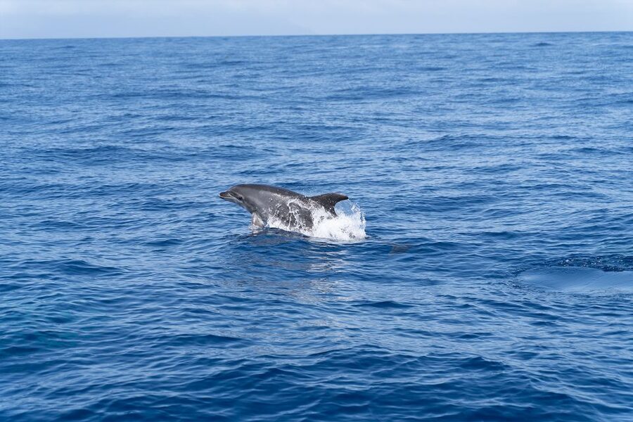 Los Gigantes: Sailing Excursion with Swimming, Drink & Tapas - Tapas, drinks, and the final hour onboard