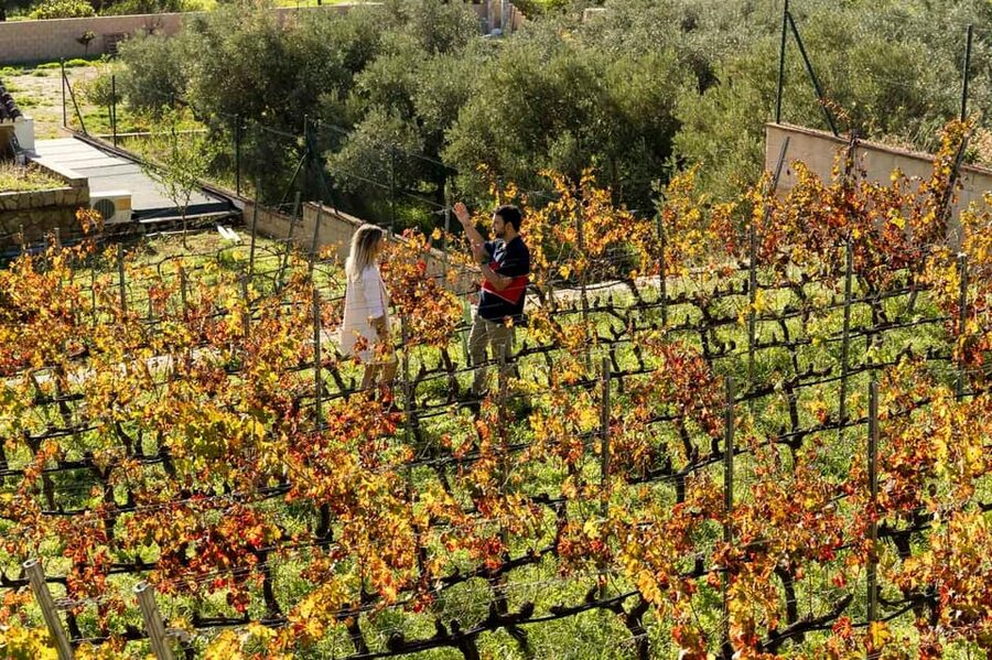 Malaga: Organic Vineyard Tour with 6 Wines, Tapas & Transfer - Six wines, including vermouth and experimental bottles