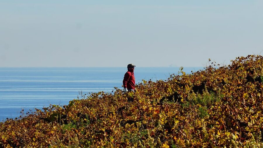 Manilva: Nilva Vineyard, Wine Tasting & Tapas Guided Tour - Should you book it?
