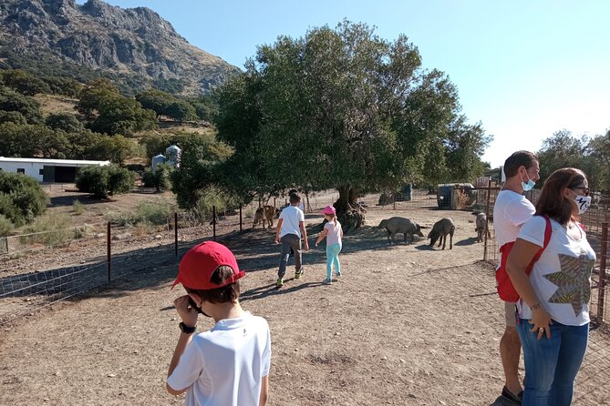 Organic Iberian Ham, farm visit and premium tasting! - Meeting in Pruna and starting the morning