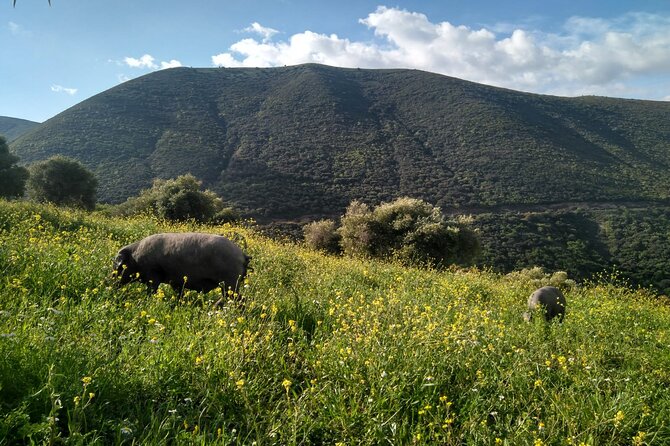 Organic Iberian Ham, farm visit and premium tasting! - Meeting the organic Iberian pigs