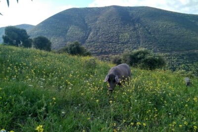 Organic Iberian Ham, farm visit and premium tasting!