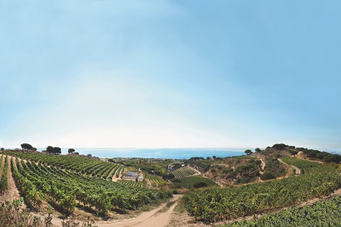 Paella Cooking Experience & Winery Tour from Barcelona - Should you book the Alta Alella and paella tour?