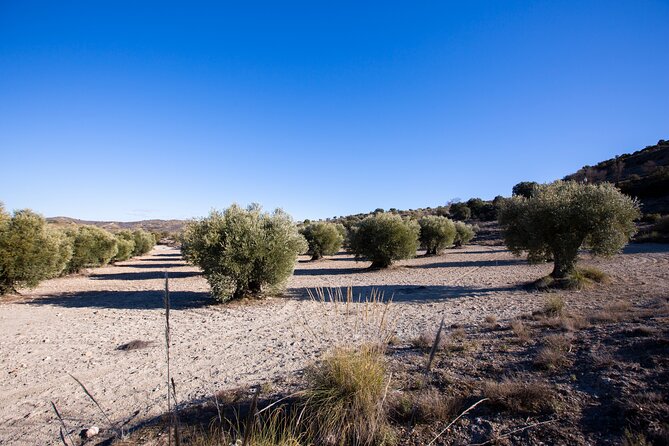 Paella, Olive Oil, Wine & Relax in Rural Estate outside Madrid - Who Will Get the Most From This Day