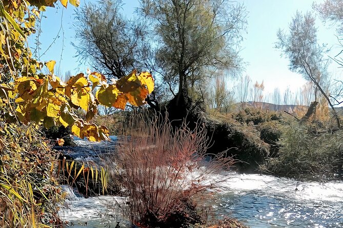 Paella, Olive Oil, Wine & Relax in Rural Estate outside Madrid - Price, Cancellation, and Practical Planning