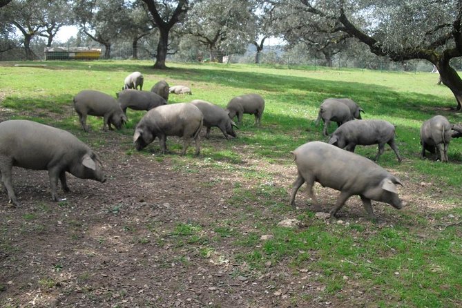 Private Iberian ham tour to the Sierra de Aracena - At the Iberian pig farm