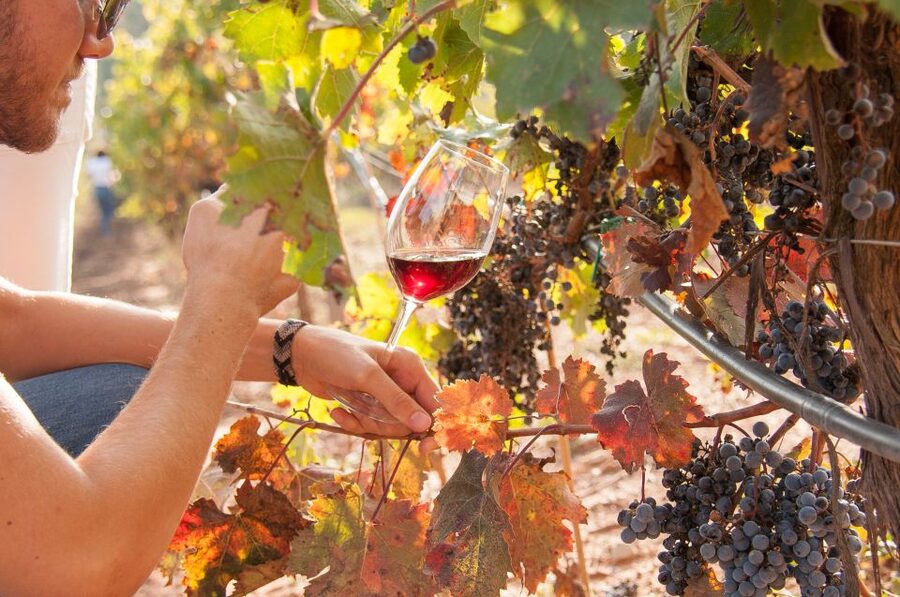 Private Wine, Tapas & Cava Experience from Barcelona - What the food adds to the wine tasting
