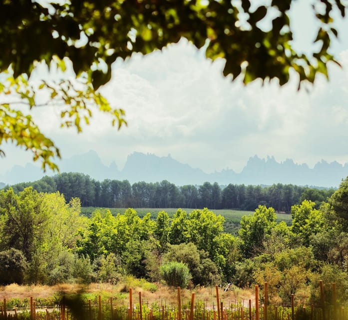 Private Wine, Tapas & Cava Experience from Barcelona - Comfort, clothing, and mobility